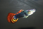 Gup Man Tuxedo Cobra Red